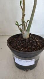 Planta Simples 3080 – 30cm – 02 anos - Imagem 7