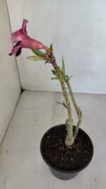 Planta Simples 3080 – 30cm – 02 anos - Imagem 6