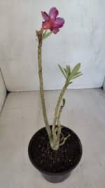 Planta Simples 3080 – 30cm – 02 anos - Imagem 5