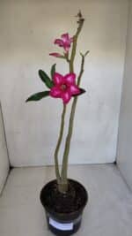 Planta Simples 3081 – 35cm – 03 anos - Imagem 2