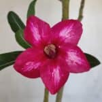 Planta Simples 3081 – 35cm – 03 anos