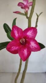 Planta Simples 3081 – 35cm – 03 anos