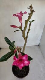 Planta Simples 3081 – 35cm – 03 anos - Imagem 4