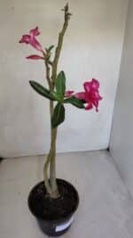 Planta Simples 3081 – 35cm – 03 anos - Imagem 6