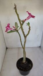 Planta Simples 3081 – 35cm – 03 anos - Imagem 5