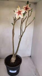 Planta Simples 3082 – 50cm – 03 anos - Imagem 2