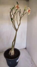 Planta Simples 3082 – 50cm – 03 anos - Imagem 9