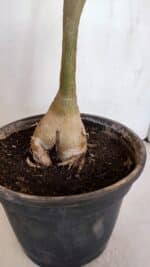 Planta Simples 3082 – 50cm – 03 anos - Imagem 8