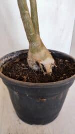 Planta Simples 3082 – 50cm – 03 anos - Imagem 7