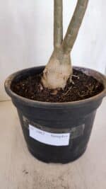 Planta Simples 3082 – 50cm – 03 anos - Imagem 5