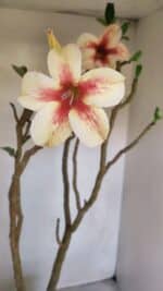 Planta Simples 3082 – 50cm – 03 anos