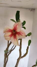 Planta Simples 3082 – 50cm – 03 anos - Imagem 4