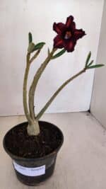 Planta Simples 3083 – 30cm – 02 anos - Imagem 2