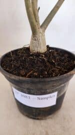 Planta Simples 3083 – 30cm – 02 anos - Imagem 7