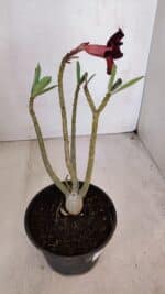 Planta Simples 3083 – 30cm – 02 anos - Imagem 5