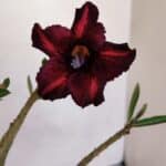 Planta Simples 3083 – 30cm – 02 anos