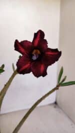 Planta Simples 3083 – 30cm – 02 anos