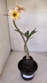 Planta Simples 3084 – 30cm – 03 anos - Imagem 2