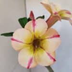 Planta Simples 3084 – 30cm – 03 anos