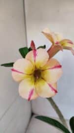 Planta Simples 3084 – 30cm – 03 anos