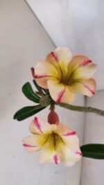 Planta Simples 3084 – 30cm – 03 anos - Imagem 4