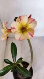 Planta Simples 3084 – 30cm – 03 anos - Imagem 5