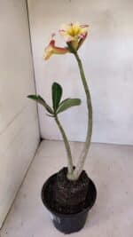 Planta Simples 3084 – 30cm – 03 anos - Imagem 8