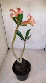 Planta Simples 3084 – 30cm – 03 anos - Imagem 7