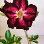 Planta Simples 3085 – 30cm – 02 anos