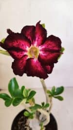 Planta Simples 3085 – 30cm – 02 anos