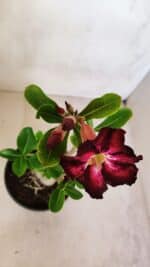 Planta Simples 3085 – 30cm – 02 anos - Imagem 3