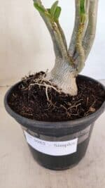 Planta Simples 3085 – 30cm – 02 anos - Imagem 4