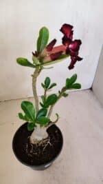 Planta Simples 3085 – 30cm – 02 anos - Imagem 6