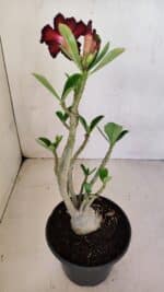 Planta Simples 3085 – 30cm – 02 anos - Imagem 5