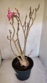 Planta Simples 3086 – 45cm – 04 anos - Imagem 8