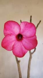 Planta Simples 3086 – 45cm – 04 anos - Imagem 3