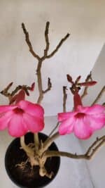 Planta Simples 3086 – 45cm – 04 anos - Imagem 6