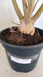 Planta Simples 3086 – 45cm – 04 anos - Imagem 12