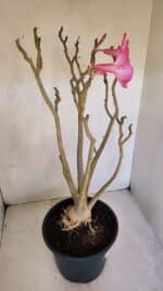 Planta Simples 3086 – 45cm – 04 anos - Imagem 11