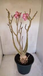 Planta Simples 3086 – 45cm – 04 anos - Imagem 10