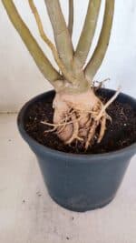 Planta Simples 3086 – 45cm – 04 anos - Imagem 9