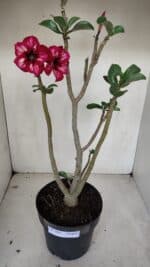 Planta Simples 3087 – 40cm – 03 anos - Imagem 2