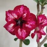 Planta Simples 3087 – 40cm – 03 anos