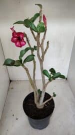 Planta Simples 3087 – 40cm – 03 anos - Imagem 6