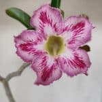 Planta Simples 3088 – 35cm – 03 anos