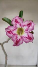 Planta Simples 3088 – 35cm – 03 anos