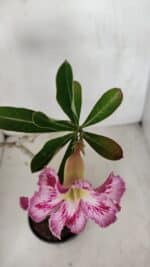 Planta Simples 3088 – 35cm – 03 anos - Imagem 4