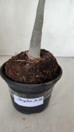 Planta Simples 3088 – 35cm – 03 anos - Imagem 6