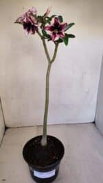 Planta Simples 3089 – 30cm – 02 anos - Imagem 2