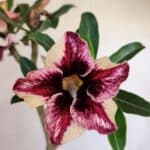 Planta Simples 3089 – 30cm – 02 anos